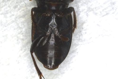 Réf. 352 124 : Harpalus neglectus